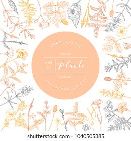 Vector hand drawn floral frame or banner. Elegant hand sketched flower drawing. Vintage hipster herb template for organic natural cosmetics packaging design.