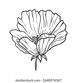 Vector hand drawn floral illustration of blooming rosehip. Ink Drawing. Vector EPS10 Illustration