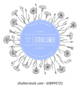 Vector hand drawn floral round banner. Elegant hand sketched cornflower drawing. Vintage hipster herb template for organic natural cosmetics packaging design.