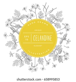 Vector hand drawn floral round banner. Elegant hand sketched celandine flower drawing. Vintage hipster herb template for organic natural cosmetics packaging design.