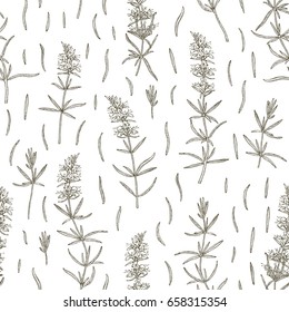Vector hand drawn floral seamless pattern and backdrop. Elegant hand sketched hyssop flower drawing. Vintage hipster herbal background. Natural organic cosmetics wrapping paper design.