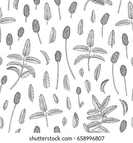 Vector hand drawn floral seamless pattern and backdrop. Elegant hand sketched burnet flower drawing. Vintage hipster herbal background. Natural organic cosmetics wrapping paper design.