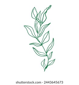 Vector dibujado a mano estilo floral sobre fondo blanco.