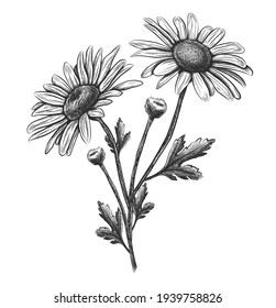 Vector hand drawn flower camomile. Isolated on white background.
