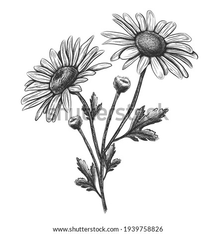 Vector hand drawn flower camomile. Isolated on white background.

