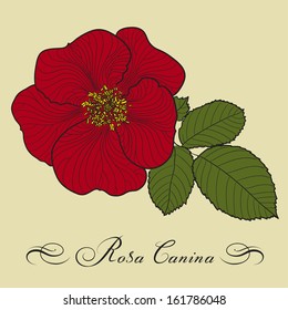 Vector hand drawn flower of Dog-rose in engraved style, color version