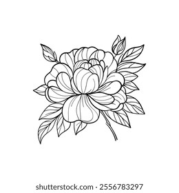 Vector hand drawn flower. Floral botanical illustration. Line art illustration of a blooming peony flower with leaves
