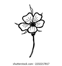  Vector hand drawn flower illustration doodle flower