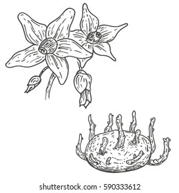 Vector hand drawn flower, sprouts potatoes. Natural eco food engraved vintage style illustration. Isolate of white background.