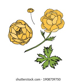 Vector hand drawn flowers isolated on white background. globe-flower
