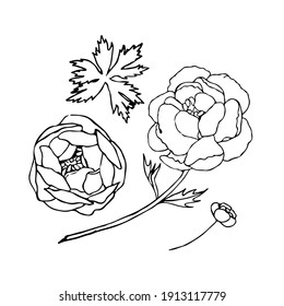 Vektorgrafik, handgezeichnet, Blumen einzeln auf weißem Hintergrund. Globe-Blume