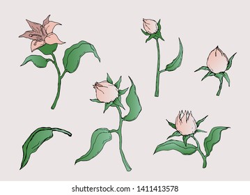Vector hand drawn flowers set 