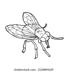 512 Housefly Outline Images, Stock Photos & Vectors | Shutterstock