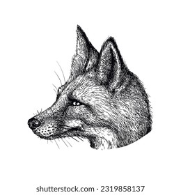 Vector hand drawn Fox portrait. Ink engraved style