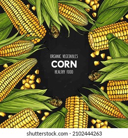 Vector hand drawn frame with ripe corn cobs and grain on dark background. Healthy cereal illustration