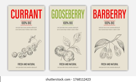 Frutos dibujados a mano con vectores de afiches de curry, arándanos y bayas. Concepto de alimentos saludables al estilo de la cosecha para los agricultores diseño de menú de mercado
