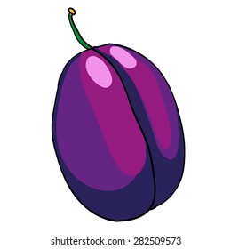 vector hand drawn fruits isolated  - plum