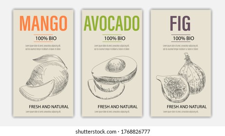 Vector hand drawn fruits of mango, avacado and fig posters. Vintage style healthy food concept for farmers market menu design