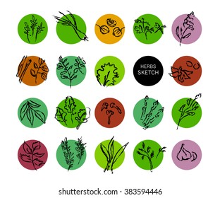 Vector hand drawn fruits sketch. Artistic and flat food illustration. Good for magazine, book or article illustration, graphic print design.