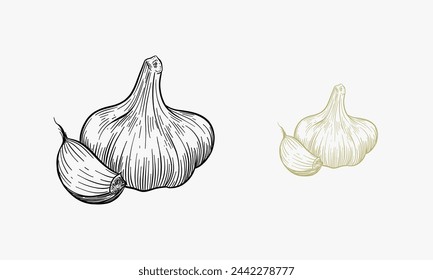 Vector hand drawn garlic. Herbs and spices sketch illustration