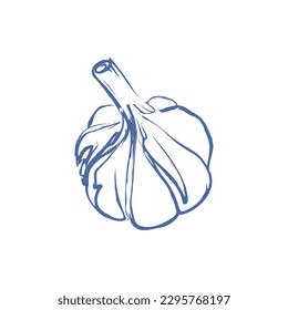 Ilustración de ajo dibujada a mano por vectores. Es bueno para el menú de restaurante, el envasado de productos y la marca. Fondo blanco.