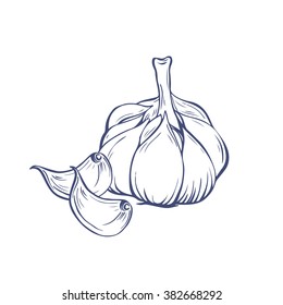 Vector hand drawn garlic illustration on white background