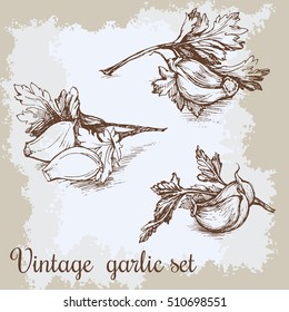 Vector hand drawn garlic set. Vintage retro background with hand drawn sketch garlics. Kitchen herbs and spices vector illustration