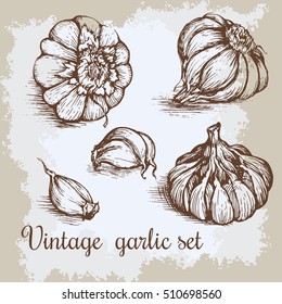 Vector hand drawn garlic set. Vintage retro background with hand drawn sketch garlics. Kitchen herbs and spices vector illustration