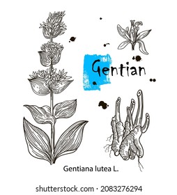 Vector of hand drawn gentian isolated on white background. Outline flower are element for design. Botany Alps, alpine plants. Gentiana lutea.