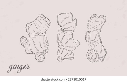 Vector hand drawn Ginger root. Engraved style illustration.food ingredient Herbal spice.