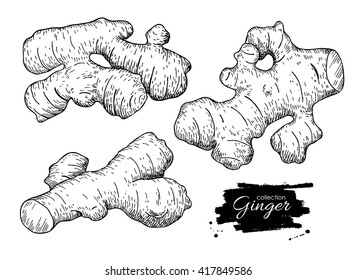 Vector hand drawn Ginger root set. Engraved style illustration. Herbal spice. Detox food ingredient.