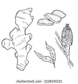 Vector hand drawn Ginger set. Roots, ginger pieces and sliced of ginger. Herbal spice. Detox food ingredient.