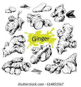 Vector hand drawn Ginger set. Roots, ginger pieces and sliced of ginger. Engraved style illustration. Herbal spice. Detox food ingredient.