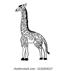 Vector hand drawn giraffe sketch, black lines on white background