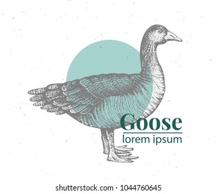 Vector hand drawn goose illustration. Retro engraving style. Sketch farm animal drawing. Duck logo template.