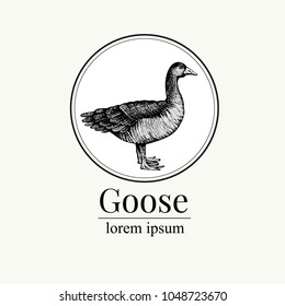 Vector hand drawn goose illustration. Retro engraving style. Sketch farm animal drawing. Duck logo template.