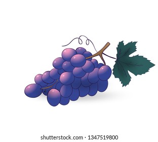 Vector hand drawn grape. Decorative cartoon style product restaurant menu, market label
