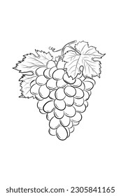 Vector de uvas desprendidas aisladas en fondo blanco. Elemento de diseño de fruta. 