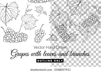 Uvas desenhadas à mão vetorial com folhas e ramos. Contornar frutas para designs gráficos. Ativos gráficos isolados em plano de fundo transparente.A ilustração é apenas contorno. Pronto para uso e fácil de editar.