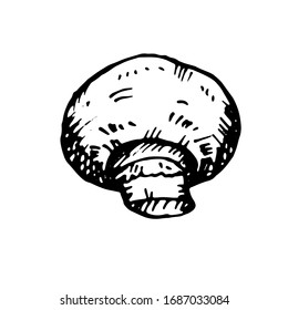 vector hand drawn graphic champignon isolated on a white background