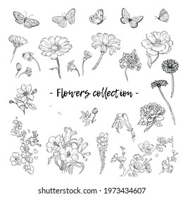 Vector hand drawn graphic collection flowers