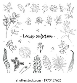 Vector hand drawn graphic collection leaves and berries autumn
