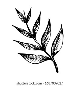 vector hand drawn graphic tropical forest branch with leaves isolated on a white background