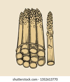 Vector hand drawn grass plant in black outline . Black stroke sparrow grass
.Vector detailed Illustration isolated on background. Detailed vector sketch asparagus