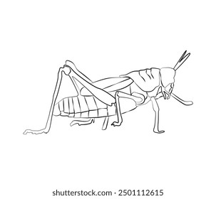 vector hand drawn Grasshopper insect in one line drawing 