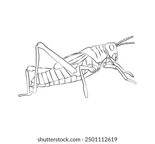 vector hand drawn Grasshopper insect in one line drawing 