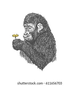Vector hand drawn half-length portrait of gorilla with yellow flower. Graphic black and white  illustration. Rough sketch of anthropoid ape