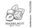 hazel nuts drawn