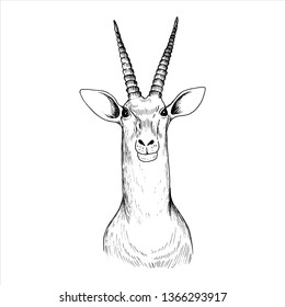 vector hand drawn head of antelope, vintage illustration