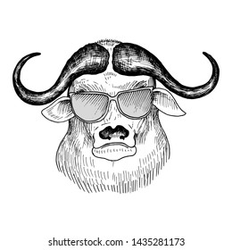 vector hand drawn head of bull wearing glasses, animal hipster, vintage illustration